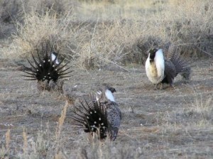 sage grouse lekking behavior