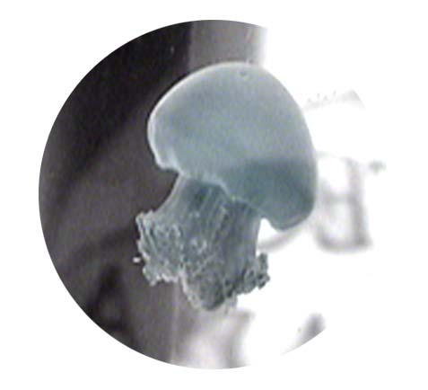 jellyfish